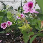 Il Piccolo